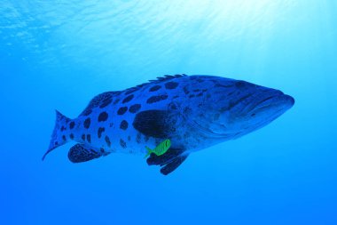 Potato grouper fish (Epinephelus tukula) underwater in the Great Barrier Reef of Australia clipart