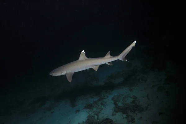 Whitetip reef shark (Triaenodon obesus) hunting in the night underwater in the Great Barrier Reef of Australia