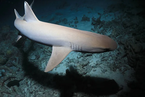 Охота Рифовых Акул Whitetip Triaenodon Obesus Ночью Водой Большом Барьерном — стоковое фото