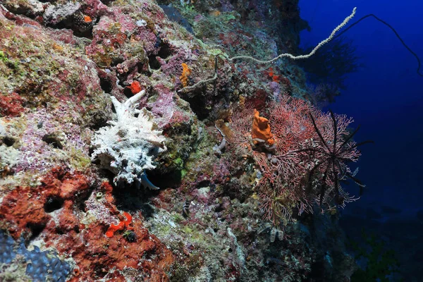 Adusta Murex Sea Snegle Chicoreus Brunneus Vann Great Barrier Reef – stockfoto