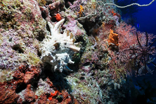 Adusta Murex Sea Snail Chicoreus Brunneus Водой Большом Барьерном Рифе — стоковое фото