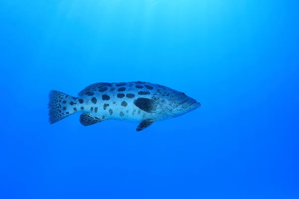 Potato Grouper Fish Epinephelus Tukula Underwater Great Barrier Reef Australia — Stock Photo, Image