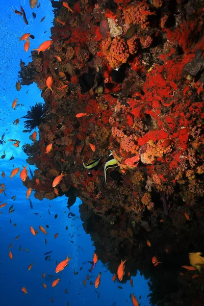 澳大利亚大堡礁水下美丽的珊瑚和小鱼 — 图库照片