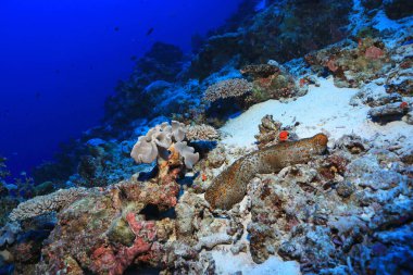 Leopar deniz hıyarı (Bohadschia argus) Avustralya Great Barrier Reef sualtı
