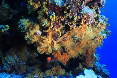 Güzel yumuşak mercanlar sualtı Avustralya Great Barrier Reef 