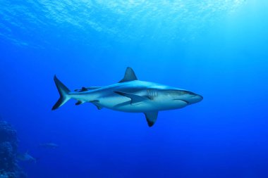 Gri resif köpekbalığı (Charcharhinus amblyrhynchos) Avustralya Great Barrier Reef sualtı