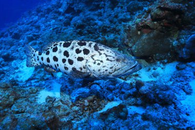 Potato grouper fish (Epinephelus tukula) underwater in the Great Barrier Reef of Australia clipart