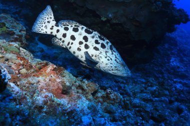 Patates orfoz balığı (Epinephelus tukula) Avustralya Great Barrier Reef sualtı