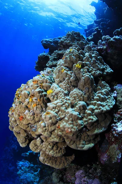 Coral Bonito Com Vermes Coloridos Árvore Natal Spirobranchus Giganteus Debaixo — Fotografia de Stock