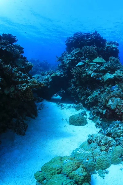 Гарними Коралами Підводна Великий Бар Єрний Риф Австралії — стокове фото