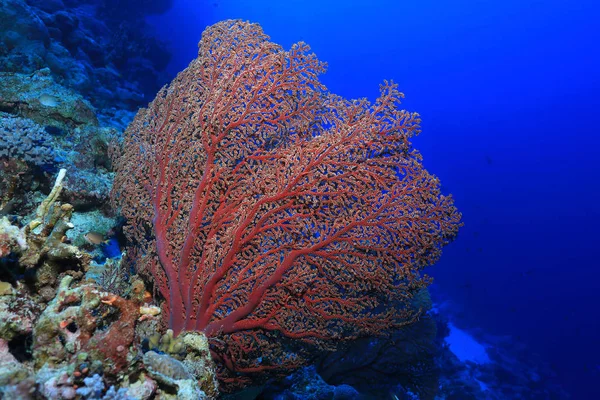 Belo Coral Leque Subaquático Recife Osprey Mar Coral Perto Austrália — Fotografia de Stock