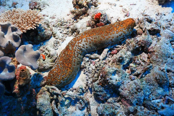 Leopar Deniz Hıyarı Bohadschia Argus Avustralya Great Barrier Reef Sualtı — Stok fotoğraf