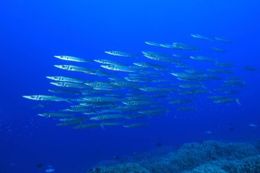 Okul anlatmanı barakuda (Sphyraena optusata) Avustralya Great Barrier Reef sualtı