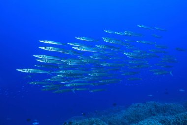 School of Obtuse barracudas (Sphyraena optusata) underwater in the Great Barrier Reef of Australia clipart
