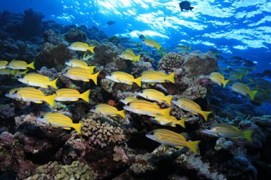 Avustralya'daki Great Barrier Reef sarı balık suyun altında güzel balık 