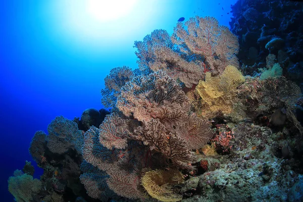 Krásný Ventilátor Korály Pod Vodou Útesu Osprey Korálovém Moři Nedaleko — Stock fotografie