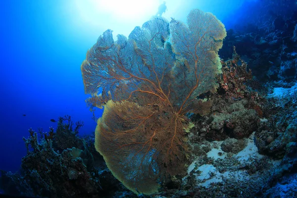 Belo Coral Leque Subaquático Recife Osprey Mar Coral Perto Austrália — Fotografia de Stock