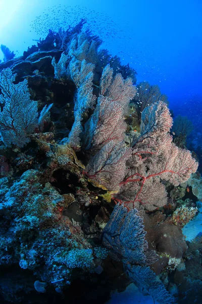 Мягкие Кораллы Водой Рифе Оуи Коралловом Море Недалеко Австралии — стоковое фото