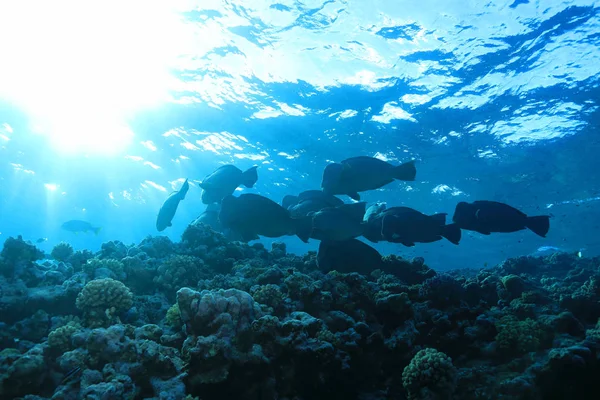 Shoal Van Groene Humpnose Parrotfish Bolbometopon Muricatum Onderwater Het Groot — Stockfoto