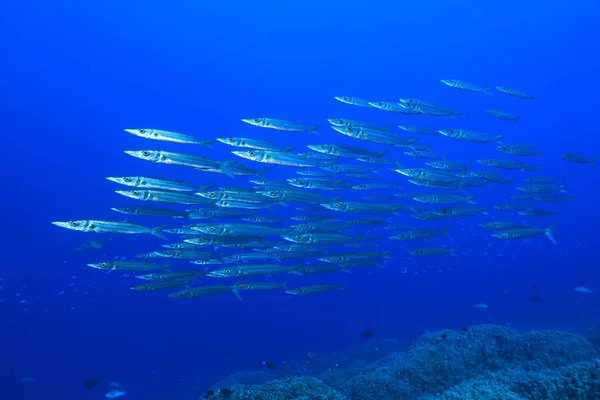 Escola Barracudas Obtuso Sphyraena Optusata Subaquática Grande Barreira Corais Austrália — Fotografia de Stock