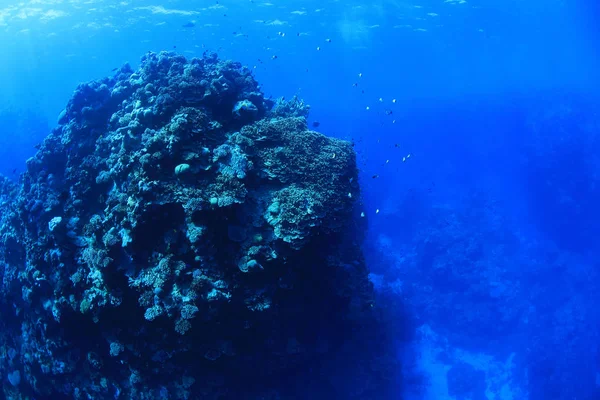 Beau Paysage Corallien Sous Marin Dans Récif Bougainville Dans Mer — Photo