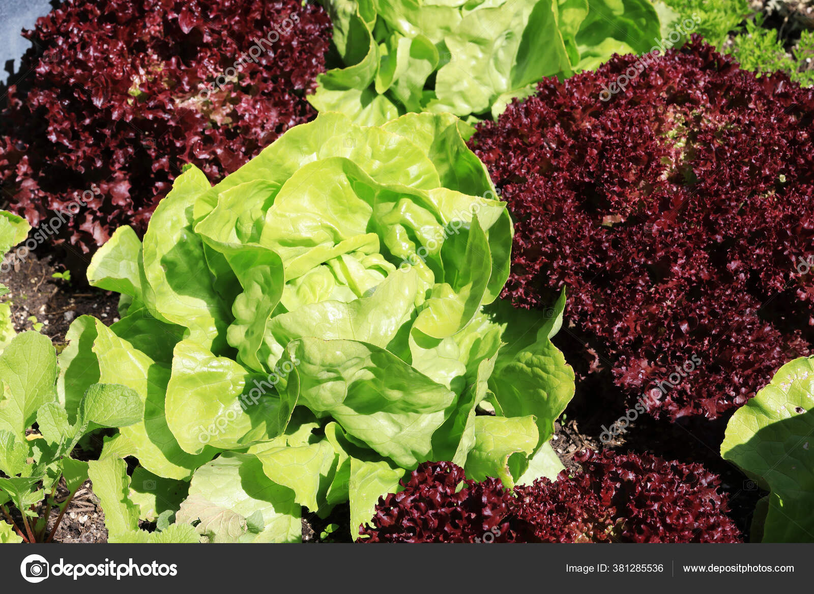 Organic Lettuce Lollo Rossa Salad Growing Together Garden Stock Photo Image By C Aquanaut Organic Lettuce Lollo Rossa Salad Growing Together Garden Stock Photo Image By C Aquanaut