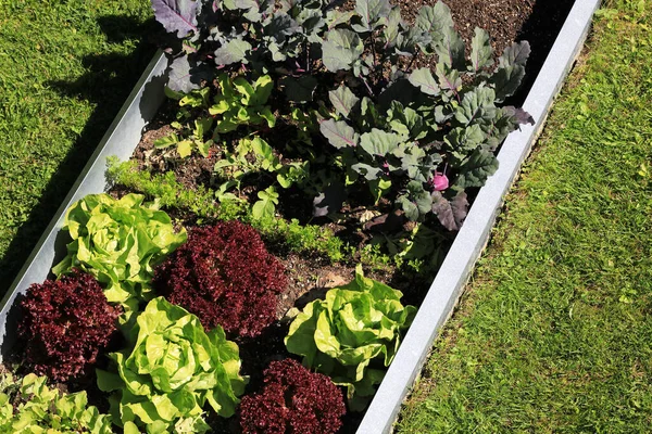 Tuin Met Biologische Sla Salade Groenten Slak Bescherming Hek Stockfoto