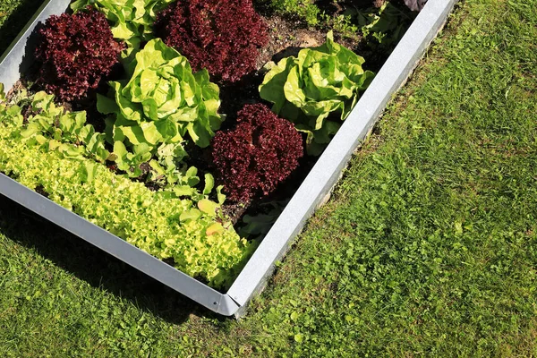种植有机生菜沙拉 蔬菜和防虫围栏的花园 图库图片