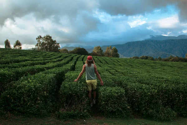 Mochileiro Jovem Viajando Campos Chá — Fotografia de Stock