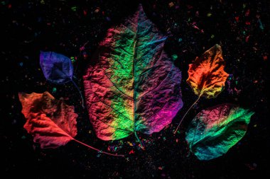 Ultraviyole ışık altında siyah arka plan ile sonbahar yaprakları.