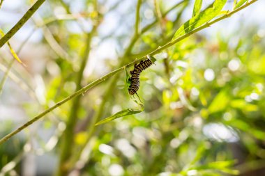 Caterpillar bahçede