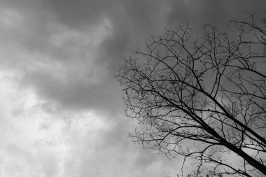 Moody ölü ağaçlar gökyüzü ve kuşlar