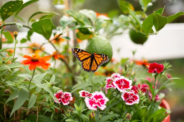 Monarch Butterfly in the Garden