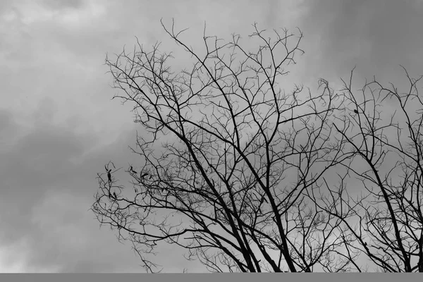 Döda Träd Lynnig Sky Och Fåglar — Stockfoto
