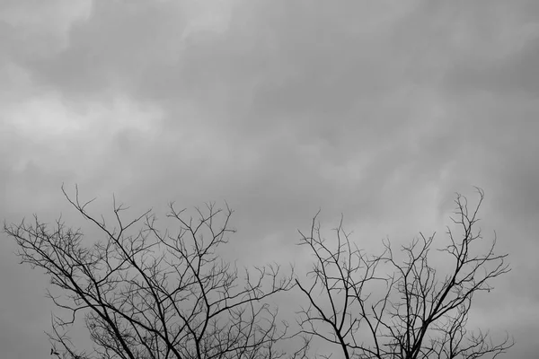 Dead Tree Moody Sky and Birds