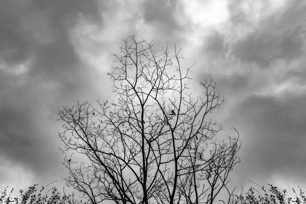 枯れ木不機嫌そうな空と鳥 — ストック写真