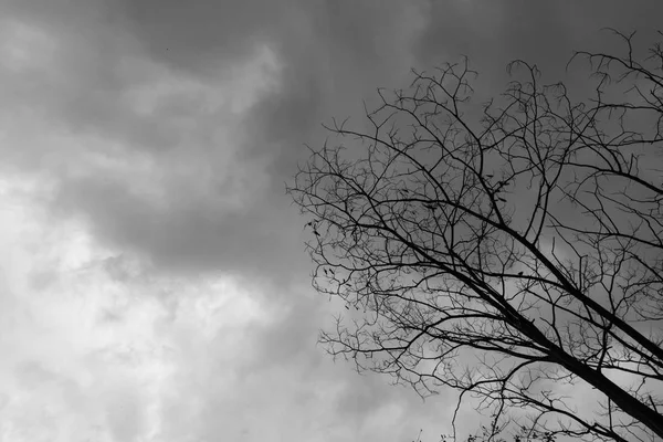 Toter Baum Launischer Himmel Und Vögel — Stockfoto