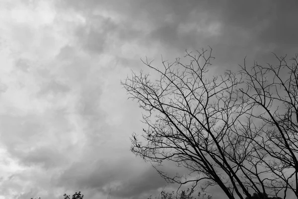 Toter Baum Launischer Himmel Und Vögel — Stockfoto