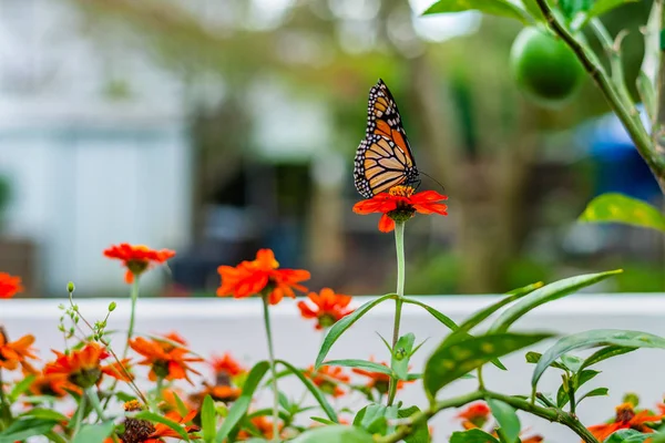 Monarchfalter Garten lizenzfreie Stockfotos