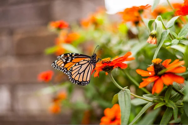 Monarchfalter Garten Stockfoto