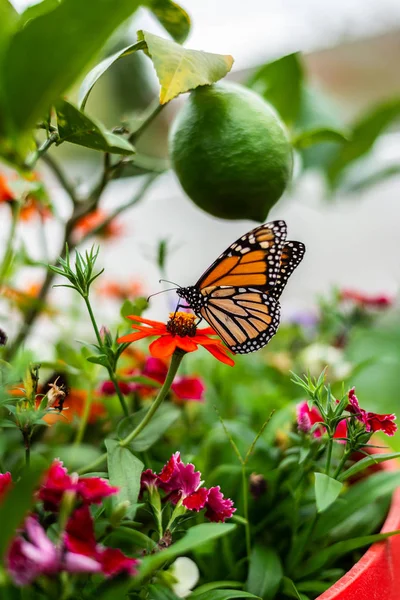 Monarchfalter Garten Stockfoto