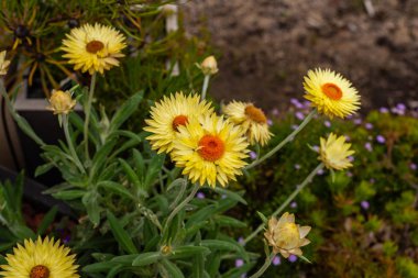 Sarı papatya çiçek Kraliyet Botanik Bahçeleri Victoria