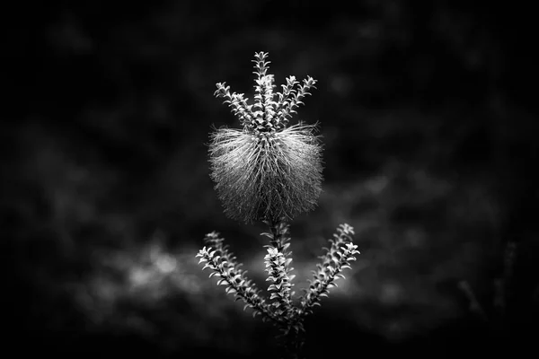 Thistle Royal Botanic Gardens Victoria — Stock Fotó