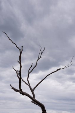 Kraliyet Botanik Bahçeleri Victoria ölü ağaç Moody gökyüzünde