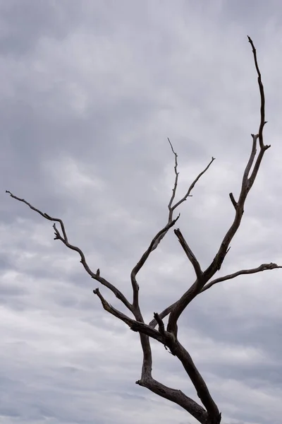 Toter Baum Launischer Himmel Königlichen Botanischen Garten Victoria — Stockfoto