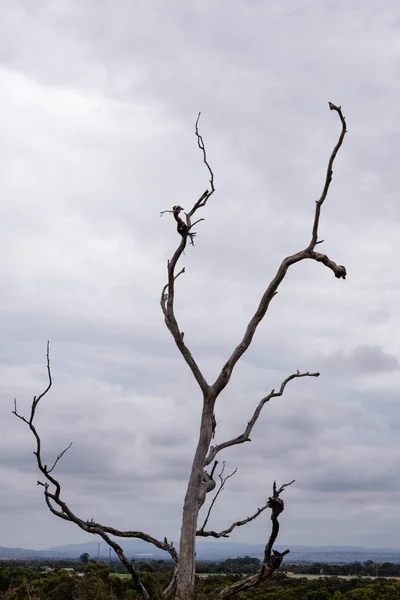 Döda Träd Lynnig Sky Royal Botanic Gardens Victoria — Stockfoto