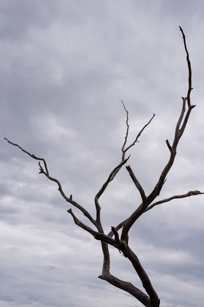 Toter Baum Launischer Himmel Königlichen Botanischen Garten Victoria lizenzfreie Stockbilder