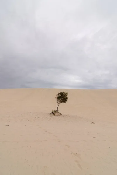 Пустыня Острове Моретон Квинсленде — стоковое фото