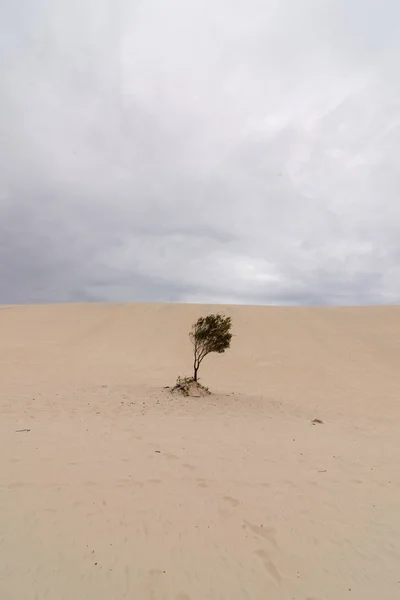 Poušti Ostrově Moreton Island Queensland — Stock fotografie