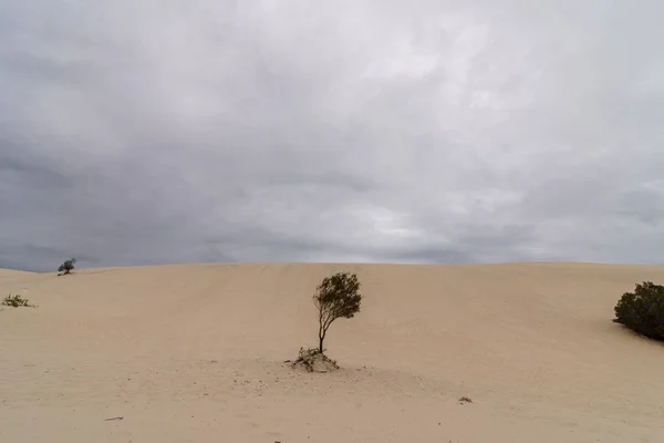 Desierto Isla Moreton Queensland — Foto de Stock